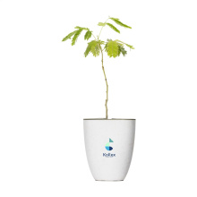 Treemore Brievenbusboompjes Perzische Slaapboom - Topgiving