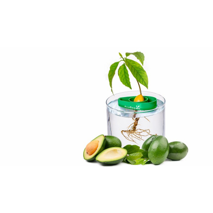 Avocado planter - Topgiving
