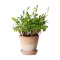 Sproutworld Sharpened Pencil potlood - Topgiving