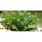 Sproutworld Sharpened Pencil potlood - Topgiving