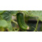 Sproutworld Unsharpened Pencil potlood - Topgiving