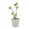 A5 berken growbook - Topgiving