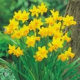 15 Narcissen (tete-a-tete) (leverbaar van sep-dec)