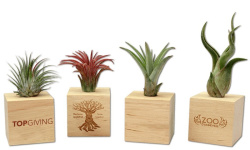 Airplant in houten kubus voorzien van uw logo - Topgiving